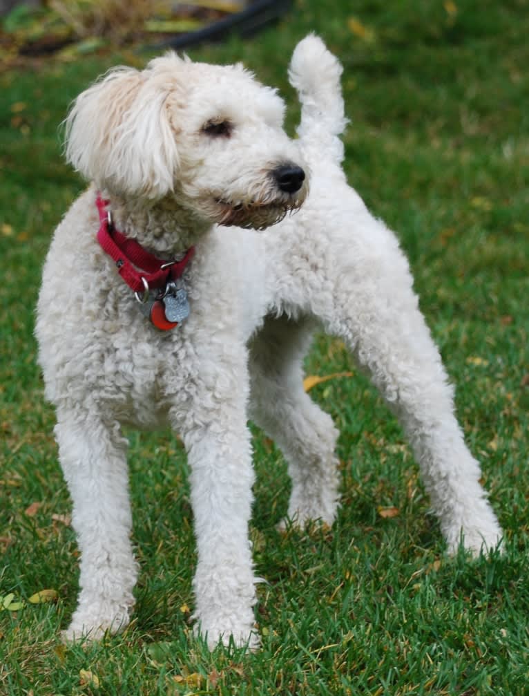 Fig, a Soft Coated Wheaten Terrier and Miniature Schnauzer mix tested with EmbarkVet.com