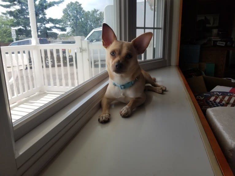 Mojo, a Chihuahua and Pomeranian mix tested with EmbarkVet.com