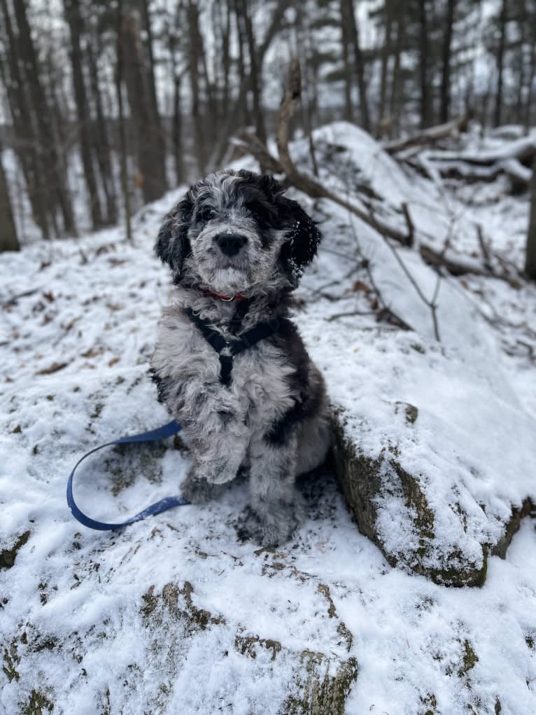 Photo of Juno Thedoodle, a Goldendoodle  in Ottawa, Ontario, Canada