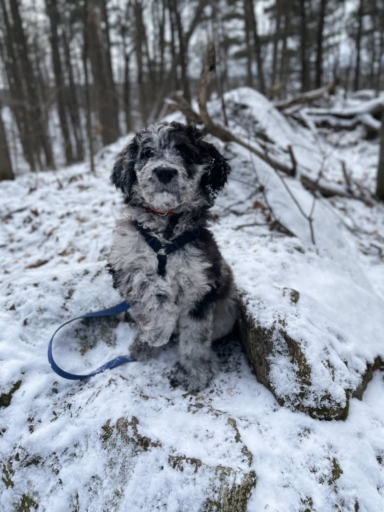 Juno Thedoodle, a Goldendoodle tested with EmbarkVet.com