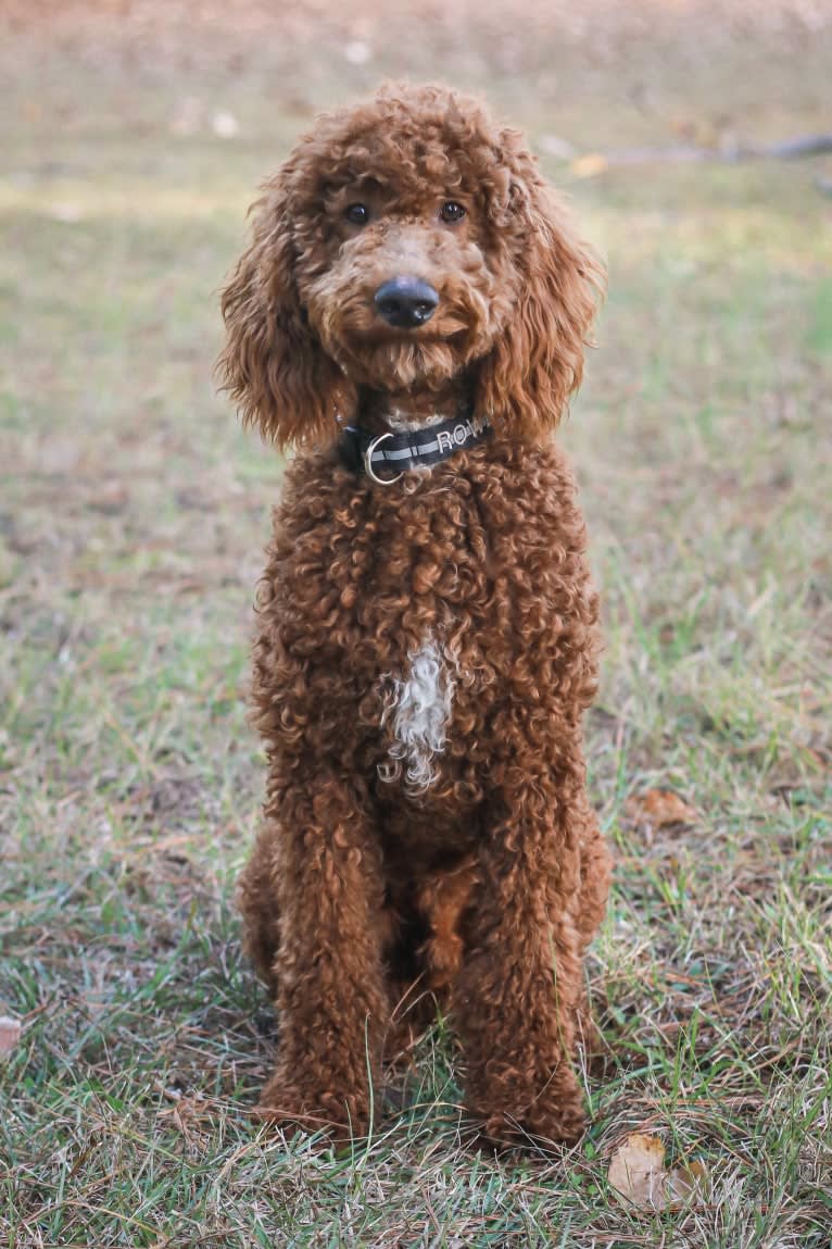 Rowdy, a Poodle (Standard) tested with EmbarkVet.com