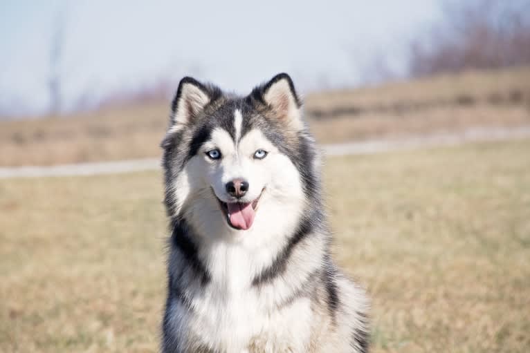 Honey, a Pomsky tested with EmbarkVet.com