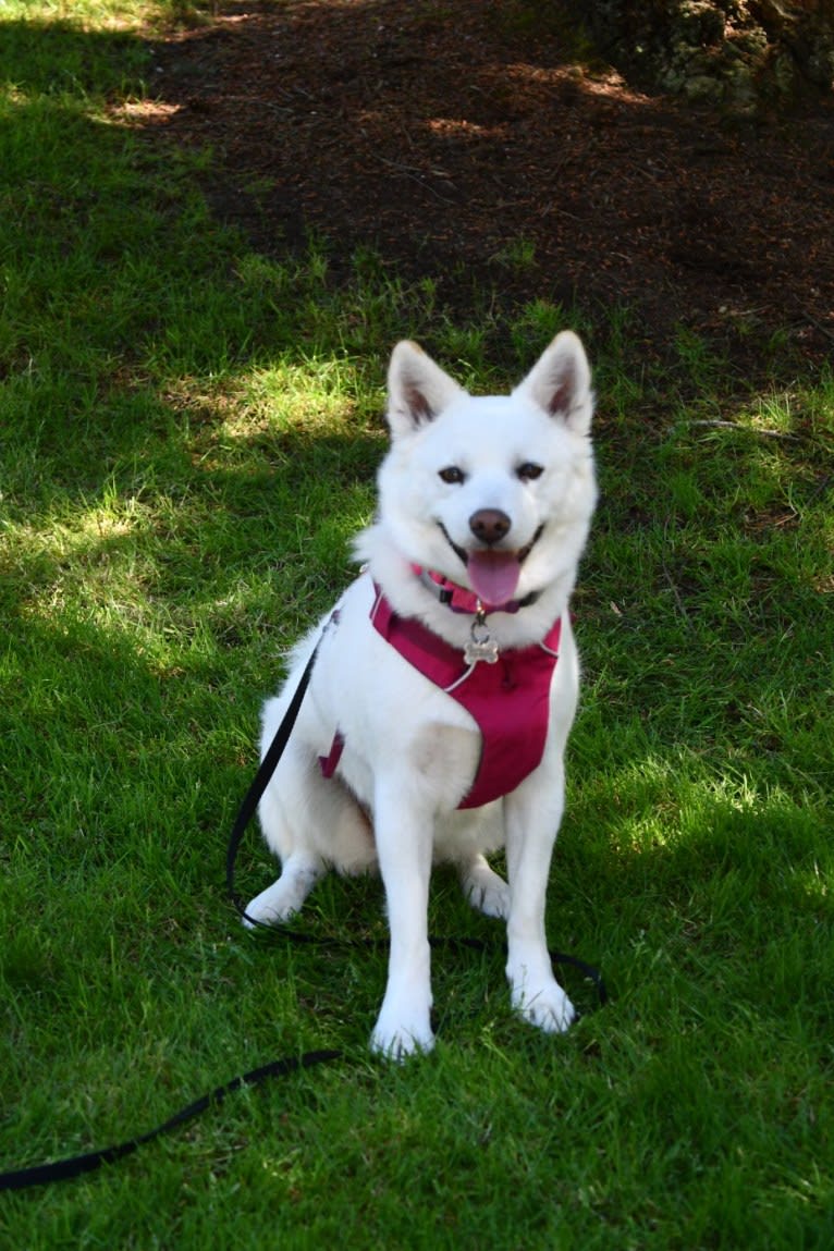 Pearl, a Japanese or Korean Village Dog and Jindo mix tested with EmbarkVet.com