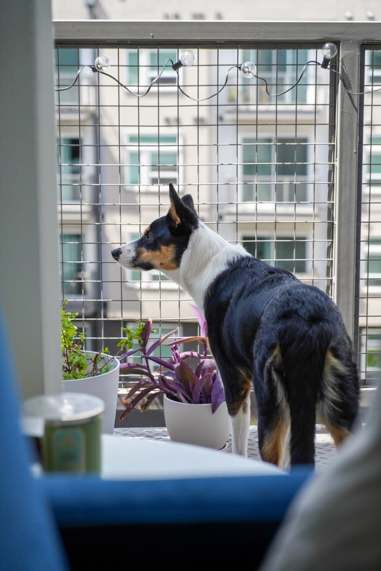 Summer, an Australian Shepherd and Border Collie mix tested with EmbarkVet.com