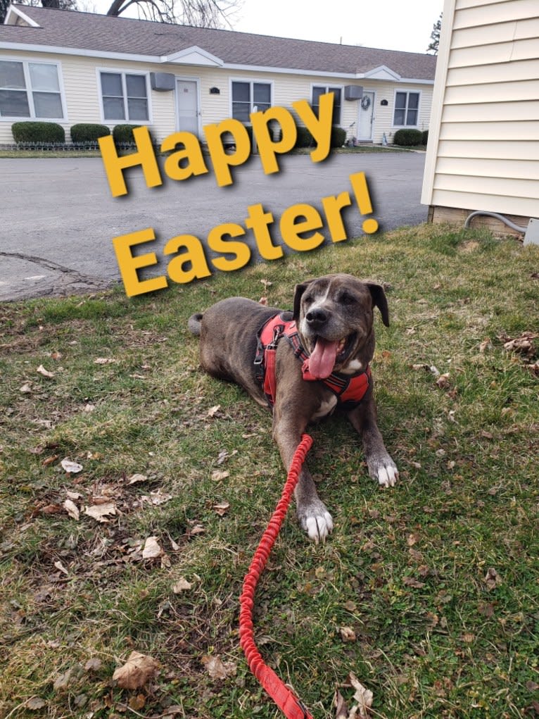 Harvey, a Golden Retriever and American Pit Bull Terrier mix tested with EmbarkVet.com