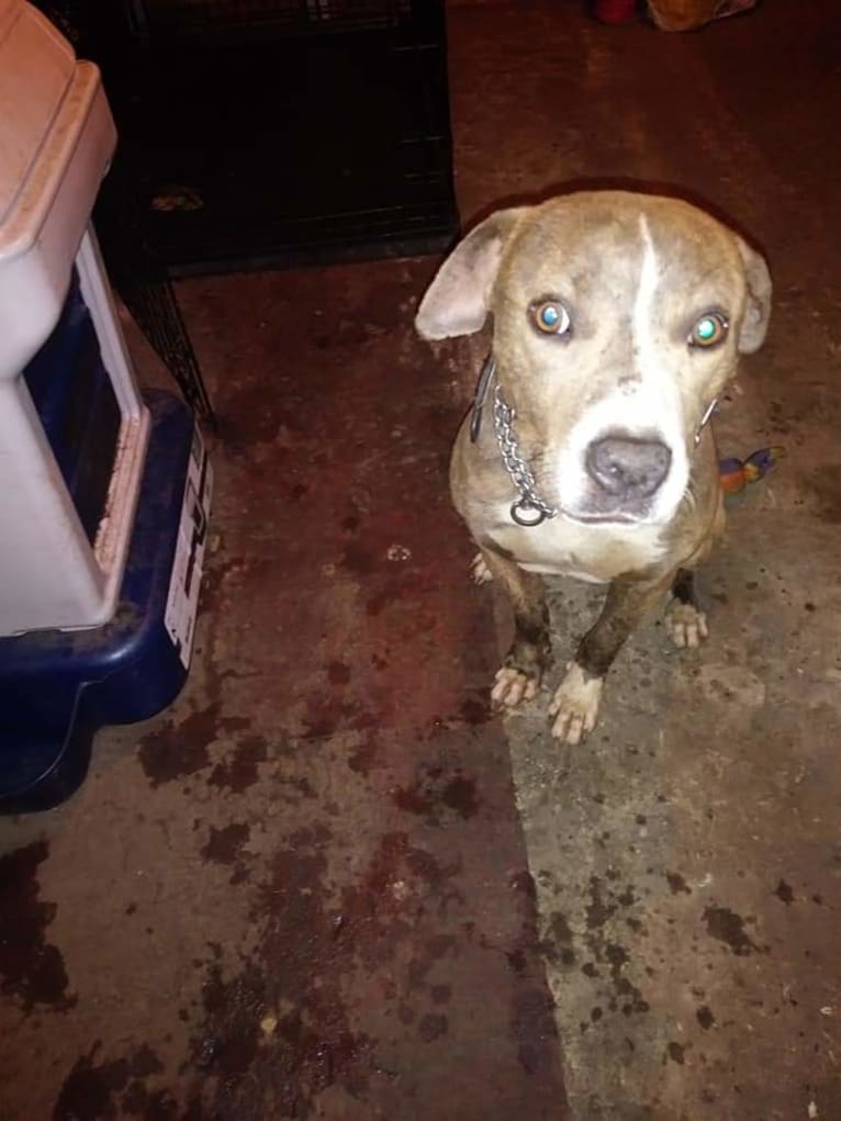 Blue Ivy, a Staffordshire Terrier tested with EmbarkVet.com