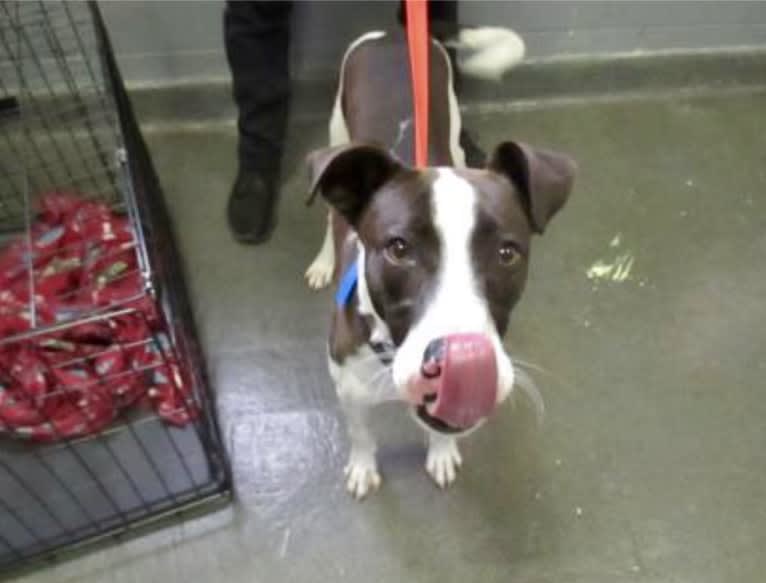 Digby Naruhito, Crown Prince of Galt, an American Pit Bull Terrier and Collie mix tested with EmbarkVet.com