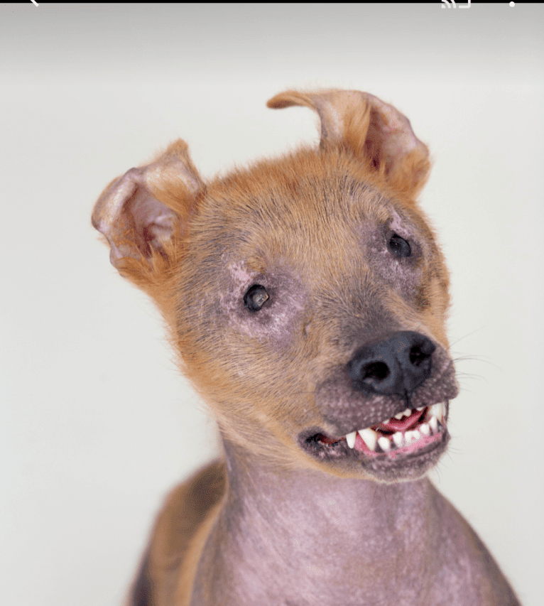 Photo of Chupey, an American Pit Bull Terrier and Rottweiler mix in Stockton, Georgia, USA
