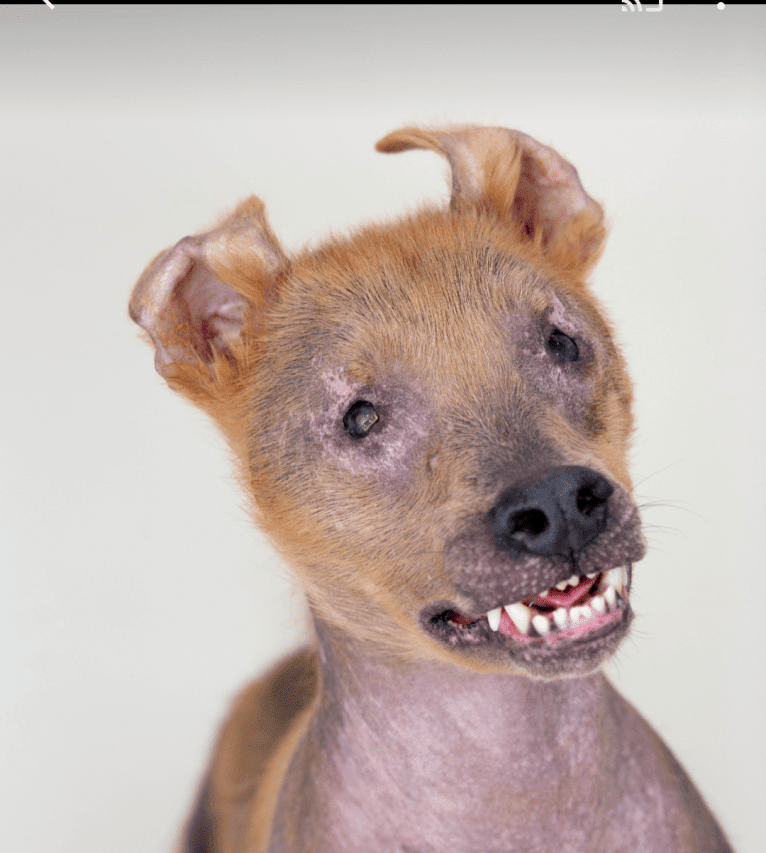 Chupey, an American Pit Bull Terrier and Rottweiler mix tested with EmbarkVet.com