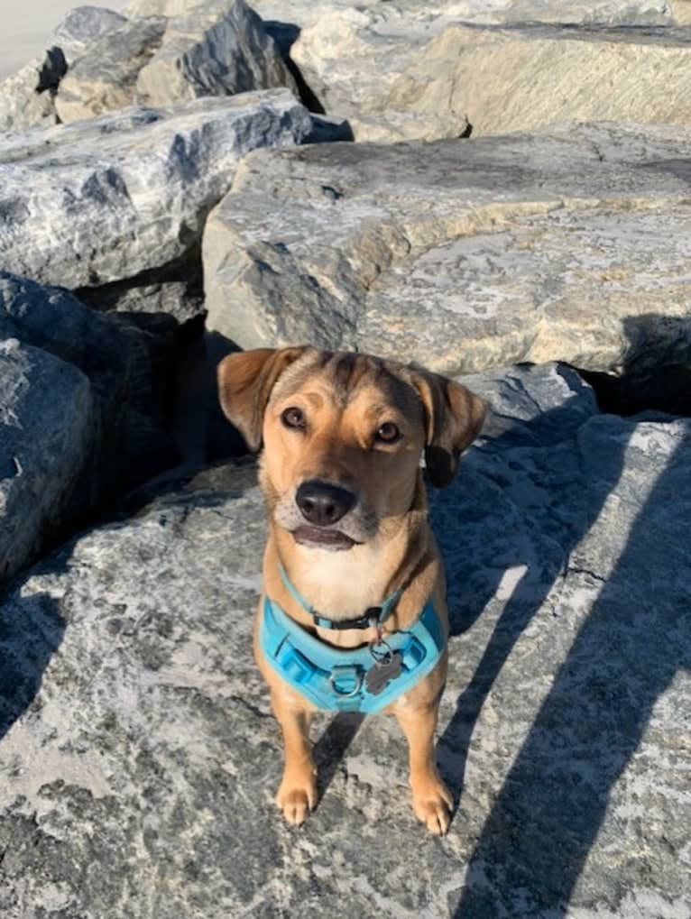 Pretzel, a Beagle and Golden Retriever mix tested with EmbarkVet.com