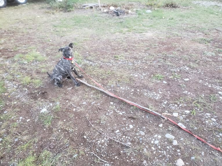 Newton, an American Bulldog and Labrador Retriever mix tested with EmbarkVet.com