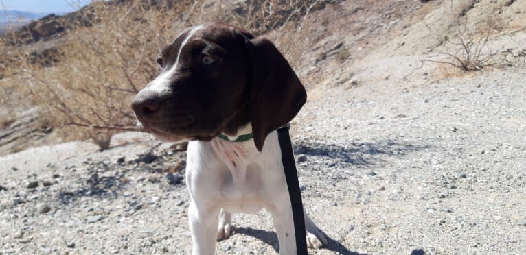 Nacho, a German Shorthaired Pointer tested with EmbarkVet.com