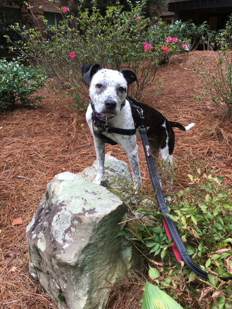 Hayes, a Boston Terrier and American Pit Bull Terrier mix tested with EmbarkVet.com