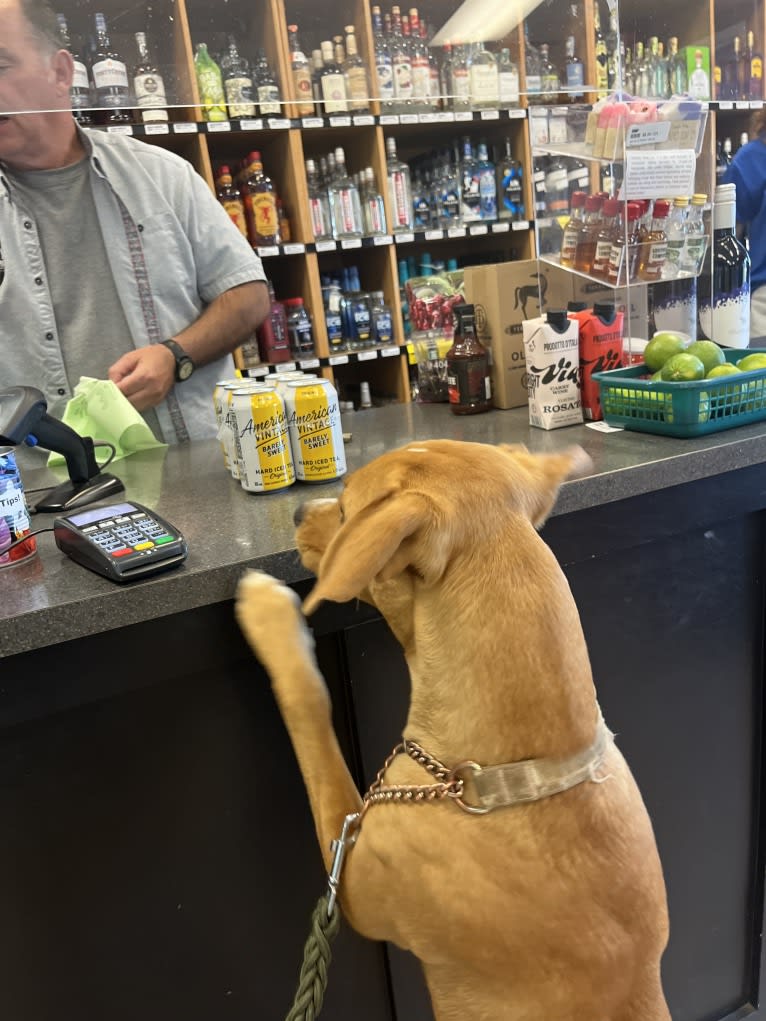 Her name is Sage, an American Bulldog and Labrador Retriever mix tested with EmbarkVet.com
