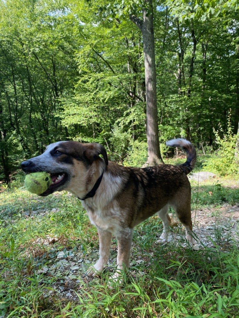 Nash, an Australian Shepherd and Labrador Retriever mix tested with EmbarkVet.com