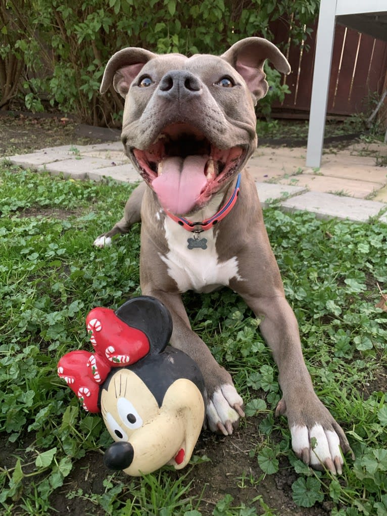 Indigo, an American Bully tested with EmbarkVet.com