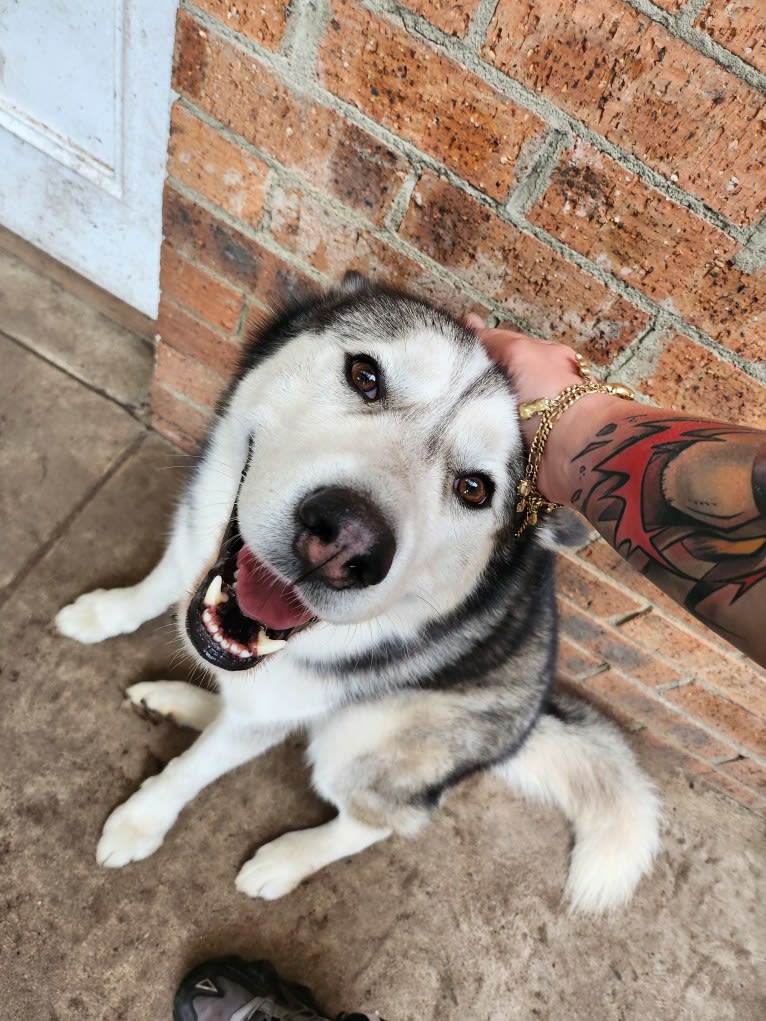 Apollo, a Samoyed and Siberian Husky mix tested with EmbarkVet.com