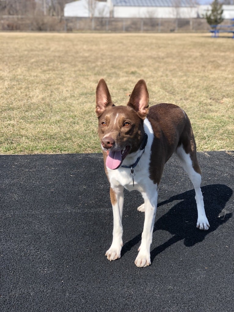 Gemini, a Border Collie and Australian Shepherd mix tested with EmbarkVet.com