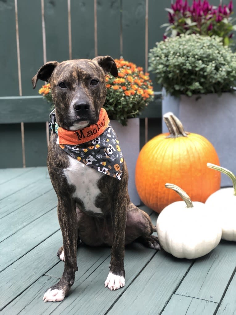 Mackey, an American Pit Bull Terrier tested with EmbarkVet.com