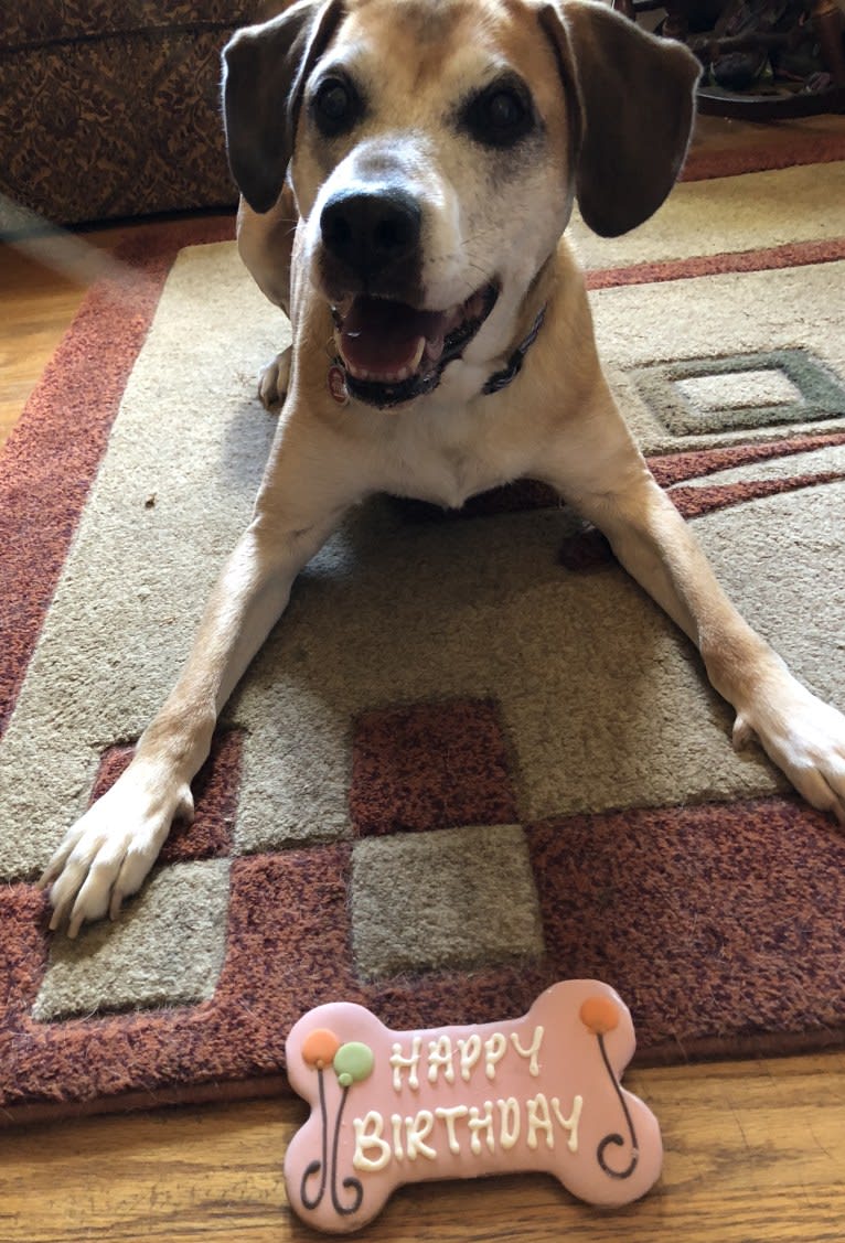 Prince, an American Pit Bull Terrier and Redbone Coonhound mix tested with EmbarkVet.com