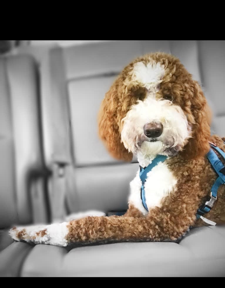 Remi, a Goldendoodle tested with EmbarkVet.com