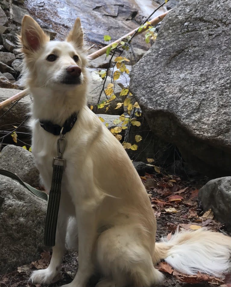 Hugo, a Formosan Mountain Dog tested with EmbarkVet.com