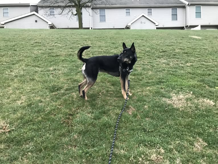 Wyatt, a German Shepherd Dog and American Pit Bull Terrier mix tested with EmbarkVet.com