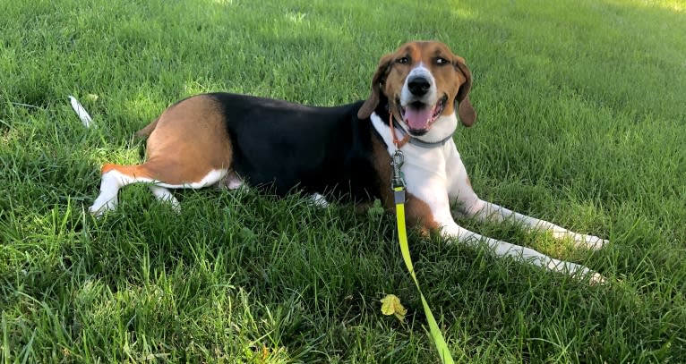 Roxy, a Treeing Walker Coonhound tested with EmbarkVet.com