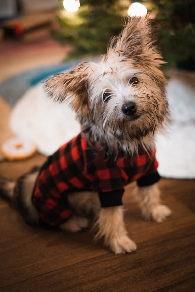 Luna, a Cairn Terrier and Poodle (Small) mix tested with EmbarkVet.com