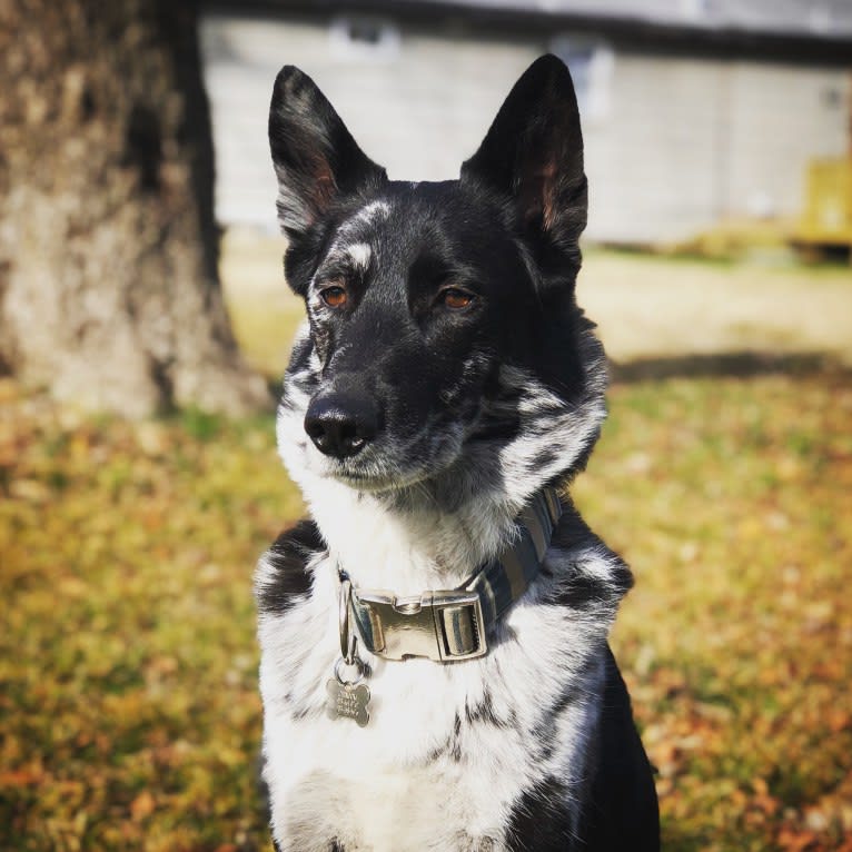 Chinook, a German Shepherd Dog and Siberian Husky mix tested with EmbarkVet.com