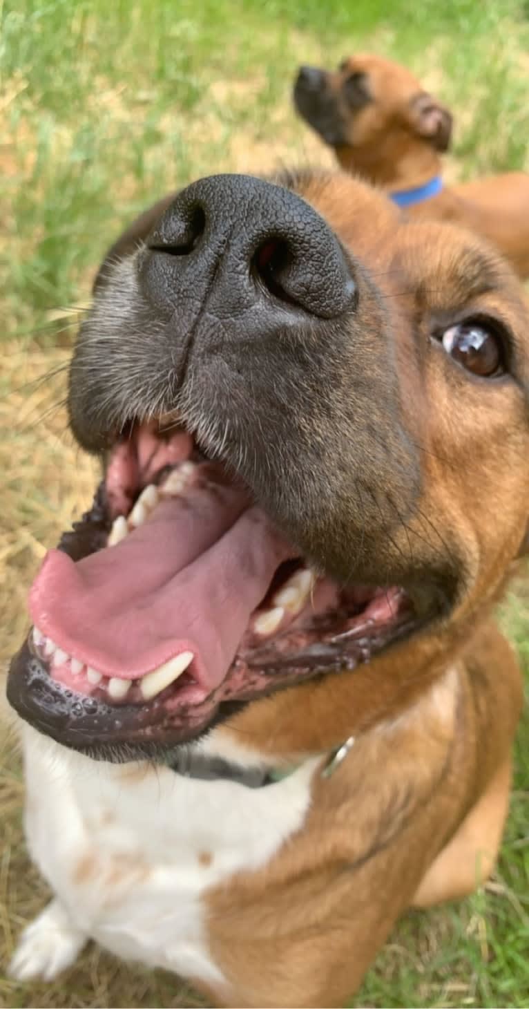 Roo, a Boxer and Australian Shepherd mix tested with EmbarkVet.com