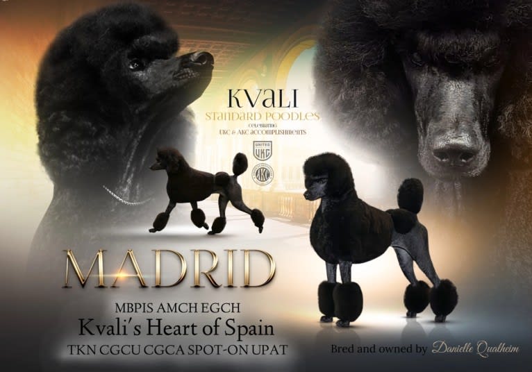 Madrid, a Poodle (Standard) tested with EmbarkVet.com