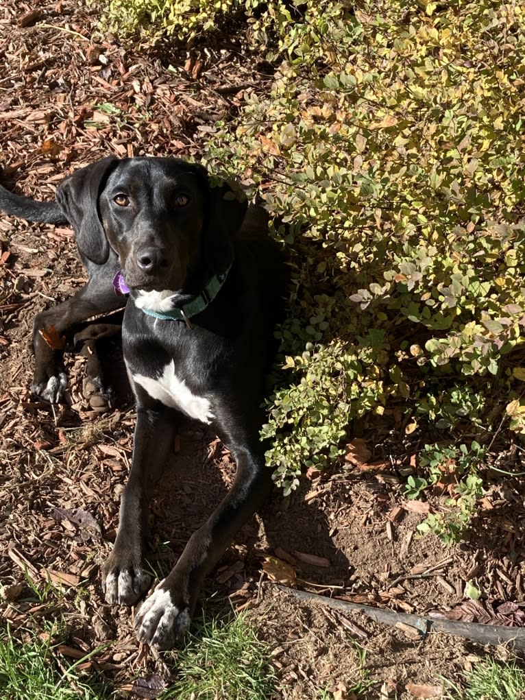 Poppy, a Doberman Pinscher and Weimaraner mix tested with EmbarkVet.com