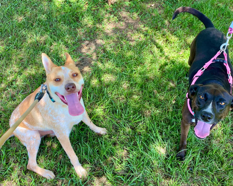 Lou, an Australian Cattle Dog and Australian Shepherd mix tested with EmbarkVet.com