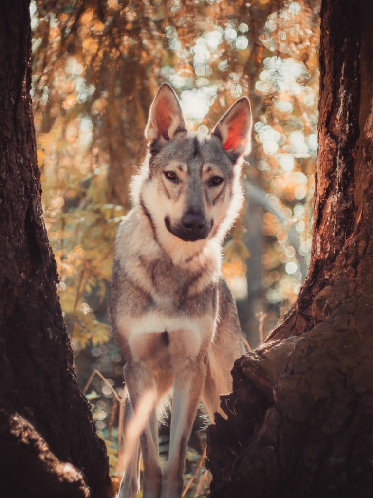 Olav, a Czechoslovakian Vlcak and German Shepherd Dog mix tested with EmbarkVet.com