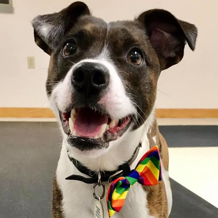 Pan, a Russell-type Terrier and Border Collie mix tested with EmbarkVet.com