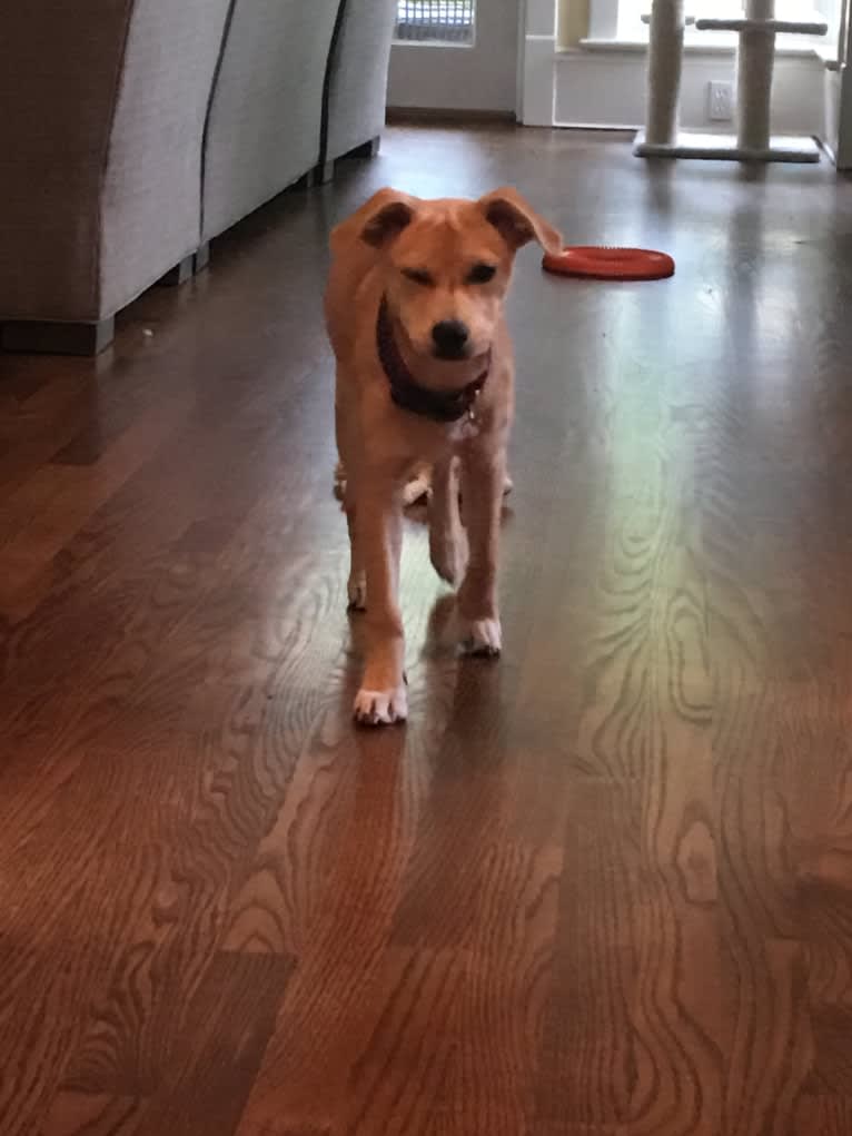 Lucy, a Rat Terrier and American Foxhound mix tested with EmbarkVet.com