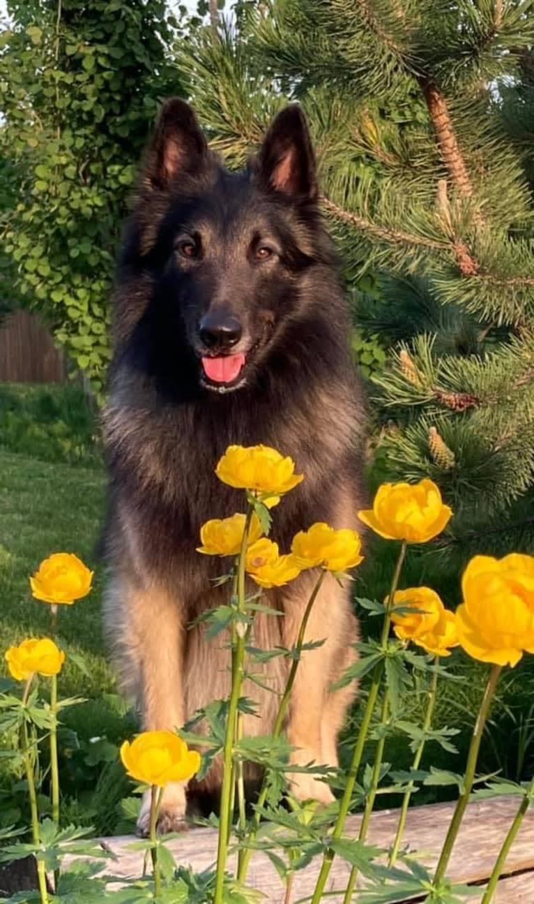 Shine, a Belgian Shepherd tested with EmbarkVet.com