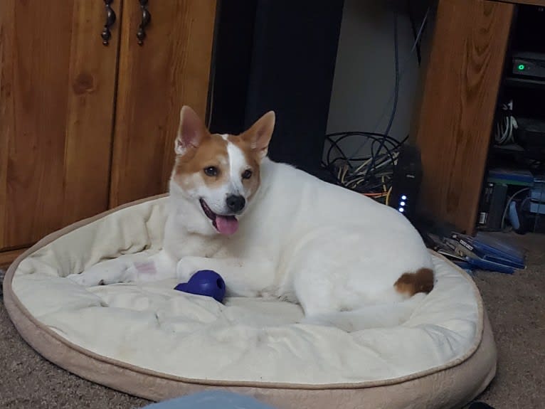 Lucy, an Australian Cattle Dog and Siberian Husky mix tested with EmbarkVet.com