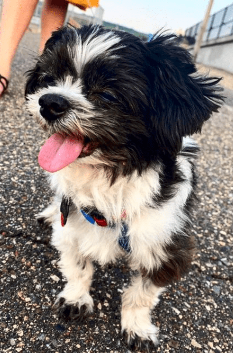 Texas Pete, a Shih Tzu and Maltese mix tested with EmbarkVet.com