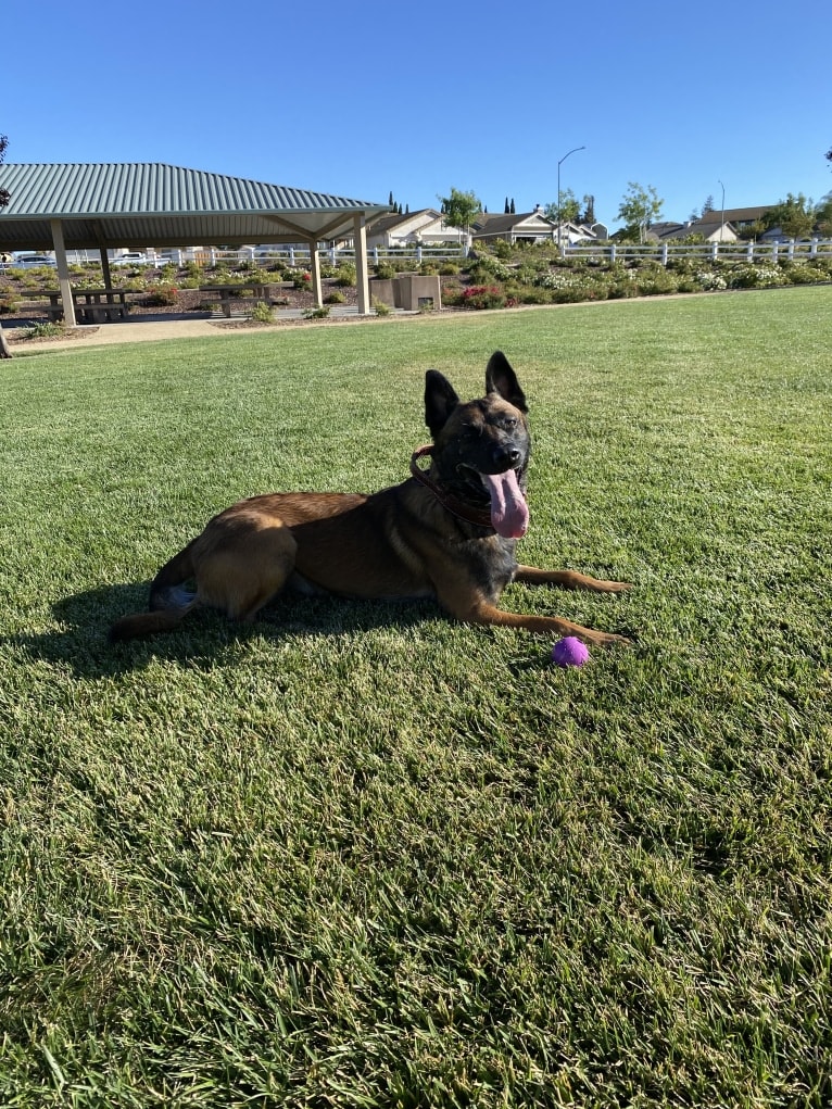 Bassie, a Dutch Shepherd tested with EmbarkVet.com