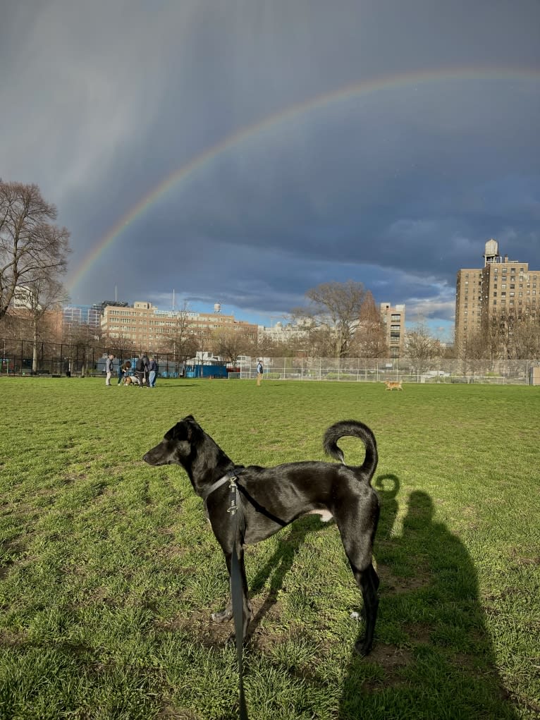 Bowie, a South Asian Village Dog tested with EmbarkVet.com