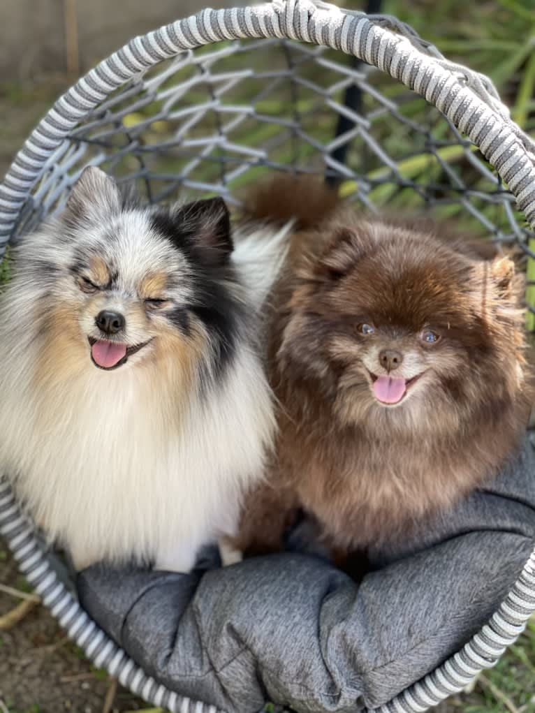 Egypt, a Pomeranian tested with EmbarkVet.com