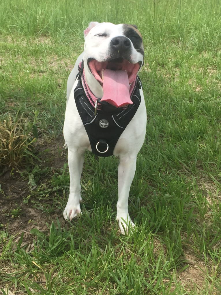 Belle, an American Pit Bull Terrier and American Bulldog mix tested with EmbarkVet.com