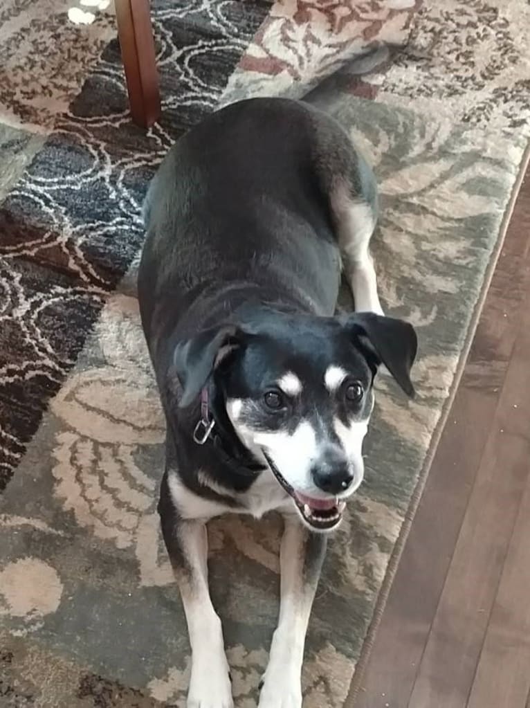 Lady, a Chow Chow and Labrador Retriever mix tested with EmbarkVet.com