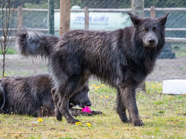 VERGIL, a German Shepherd Dog tested with EmbarkVet.com