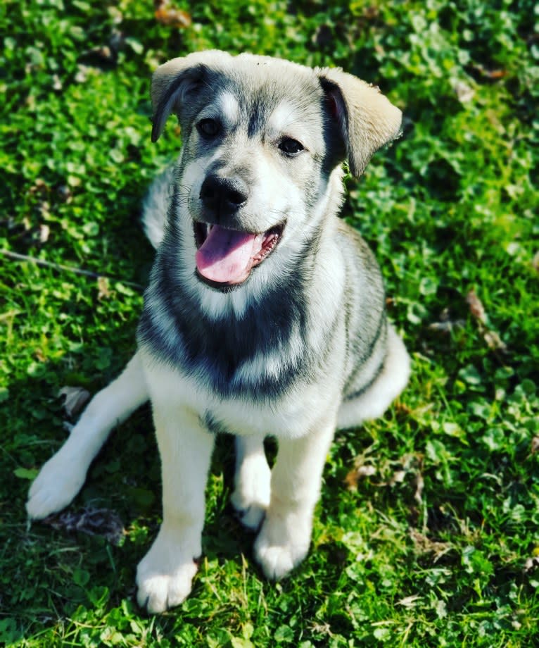 Timber, a Siberian Husky and American Bulldog mix tested with EmbarkVet.com