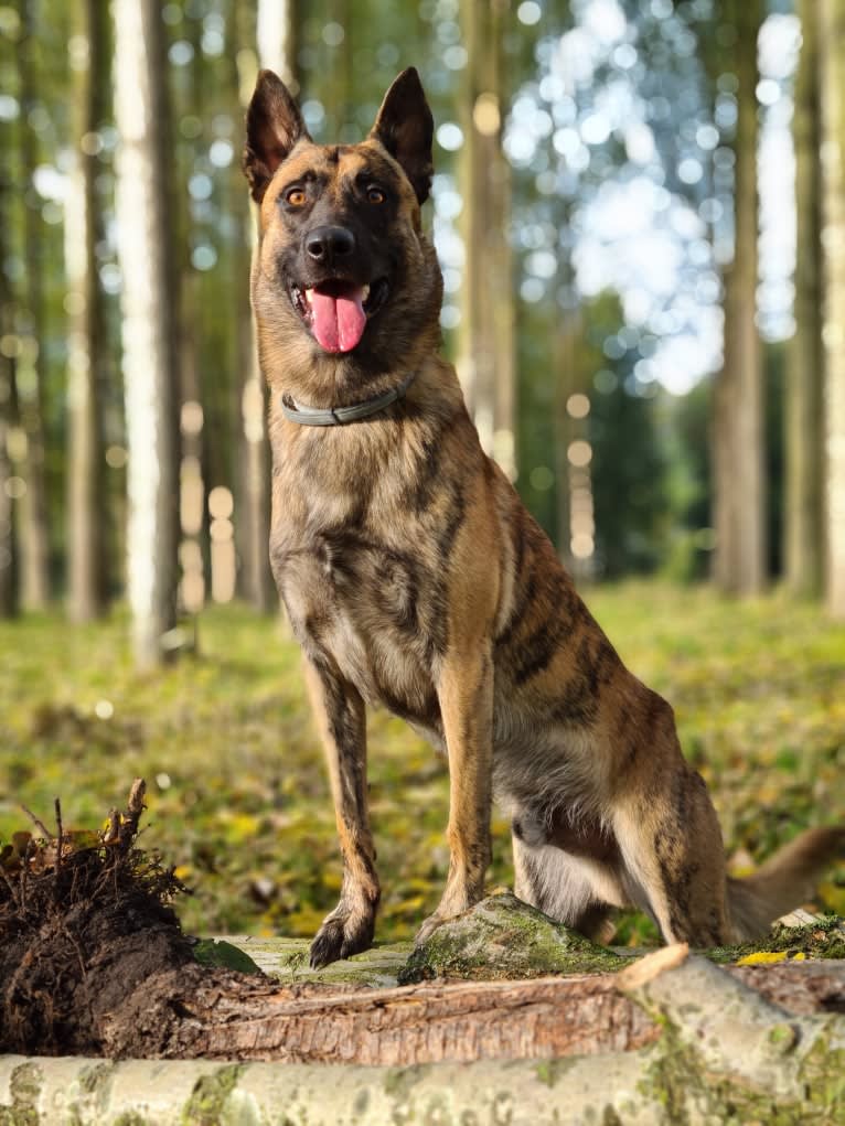 Xanu, a Dutch Shepherd and Belgian Malinois mix tested with EmbarkVet.com