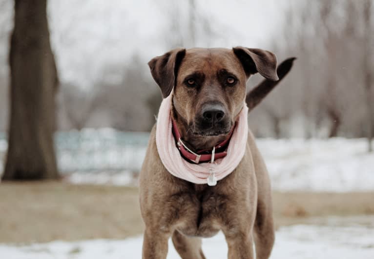 Nokona, an American Pit Bull Terrier and Labrador Retriever mix tested with EmbarkVet.com