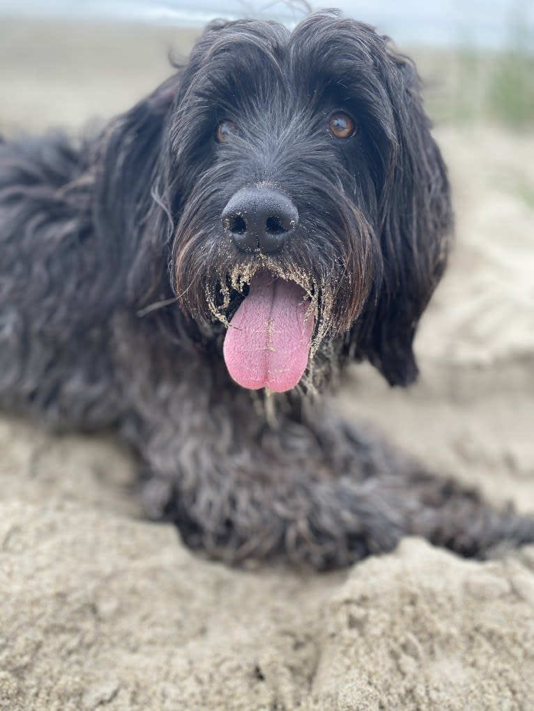 Radar, a Cocker Spaniel and American English Coonhound mix tested with EmbarkVet.com